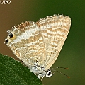 Lampides boeticus (Pea Blue) in Aeroglen<br />Canon EOS 7D + EF70-200 F4L IS +EF1.4xII